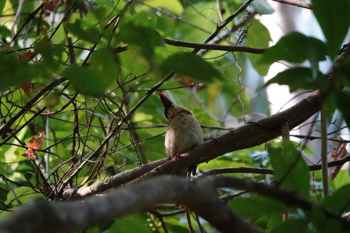 Sulawesi Lilac Kingfisher - ML611354227