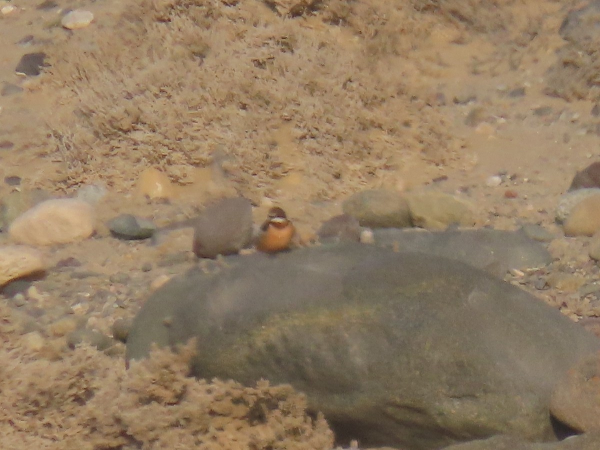 Barn Swallow - Nelson Contardo