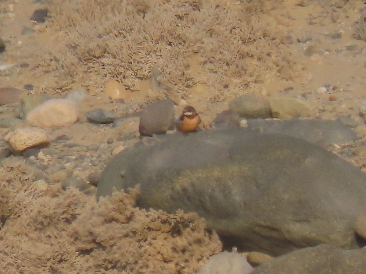 Barn Swallow - Nelson Contardo