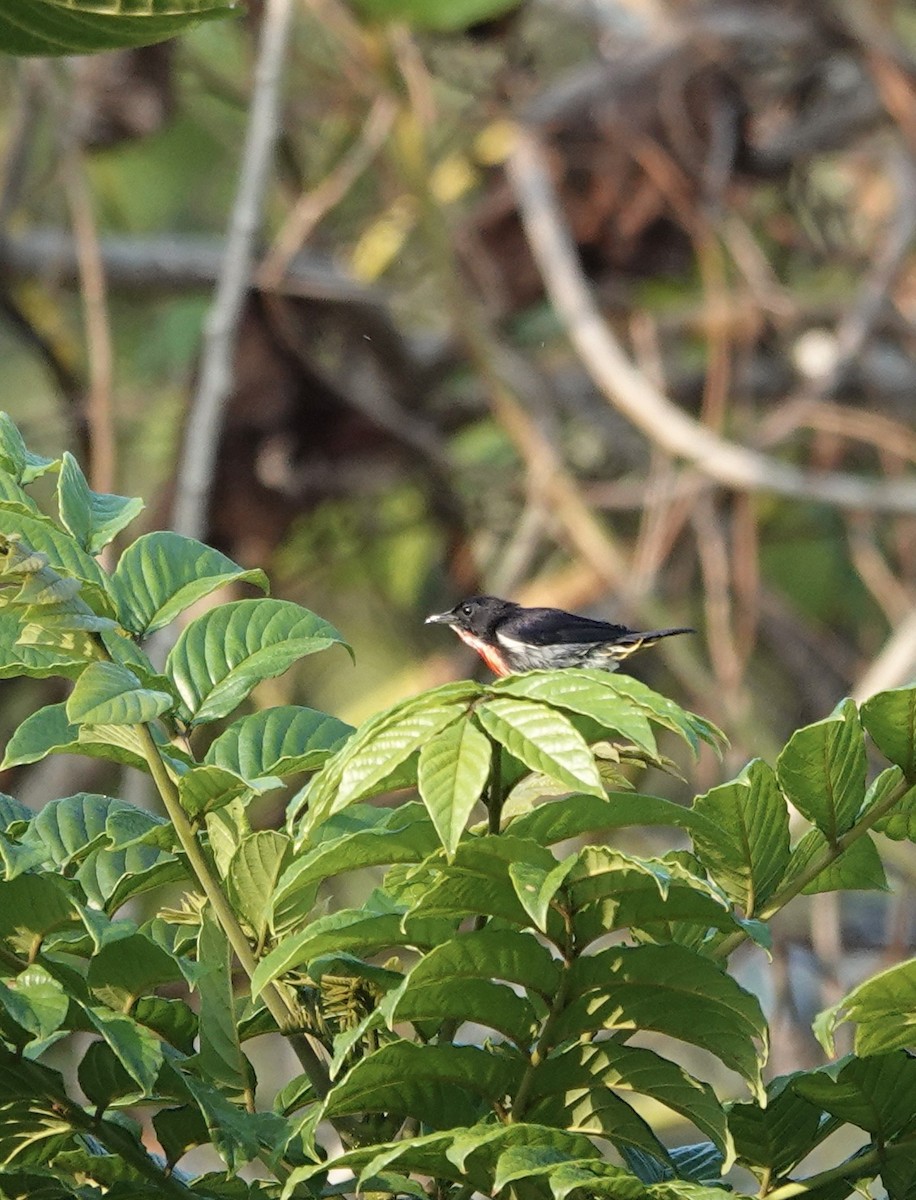 Gray-sided Flowerpecker - ML611354289