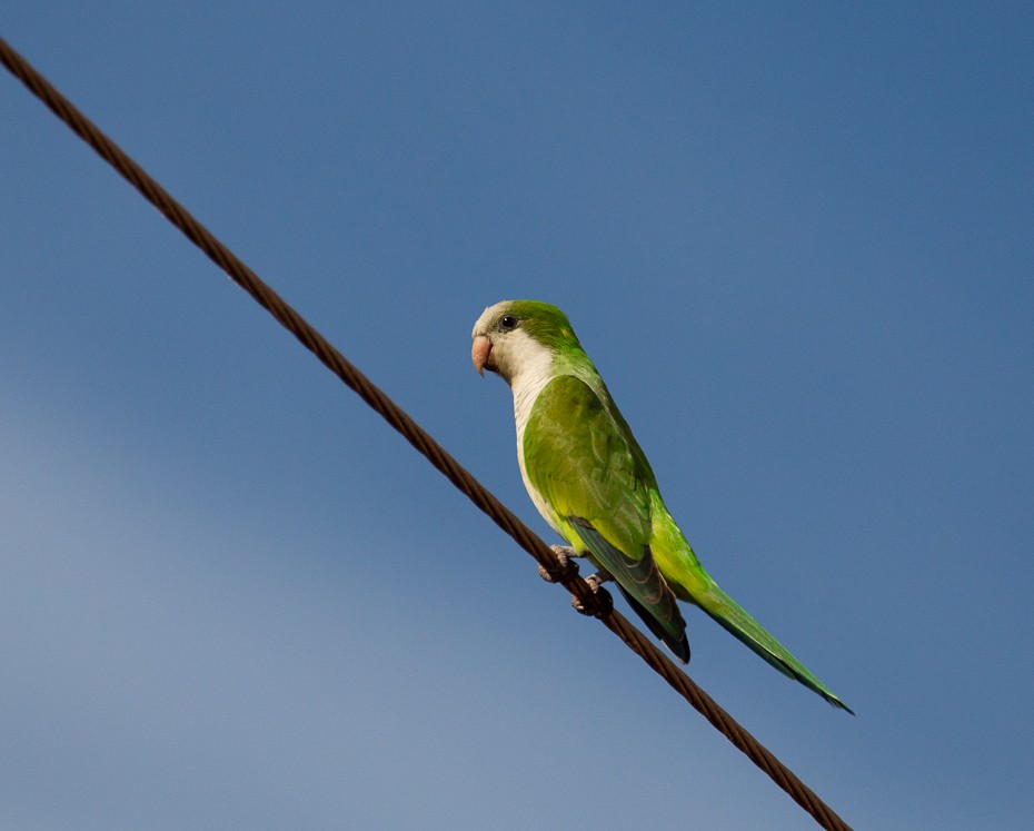 Monk Parakeet - ML611354436