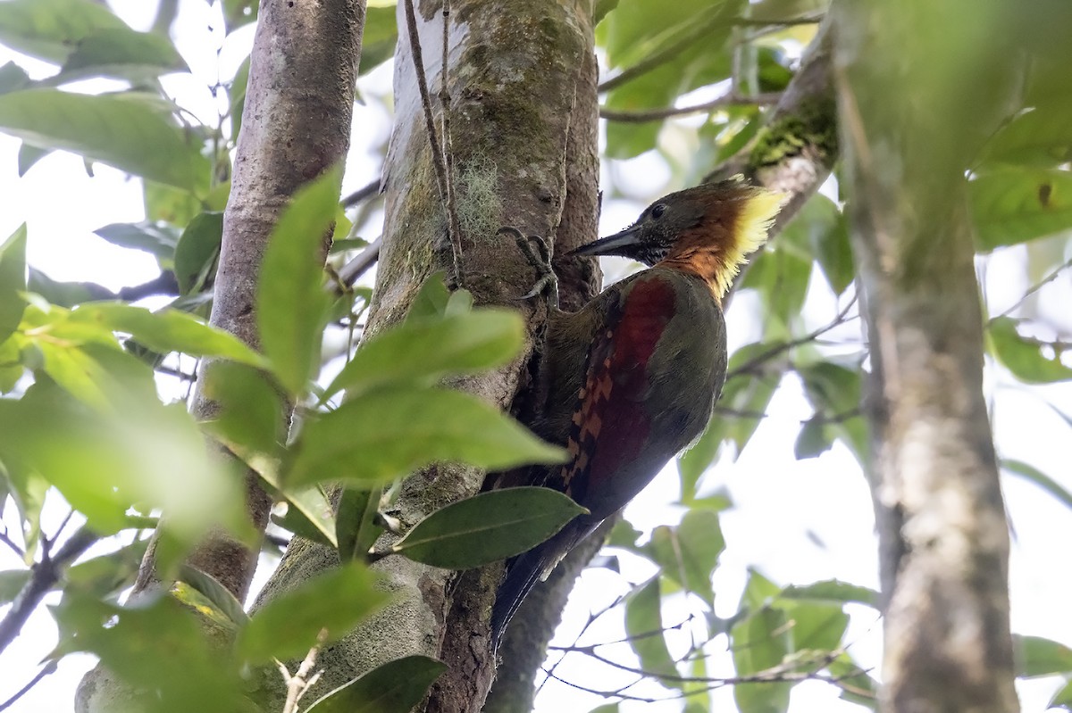 Checker-throated Woodpecker (Checker-throated) - Niall D Perrins