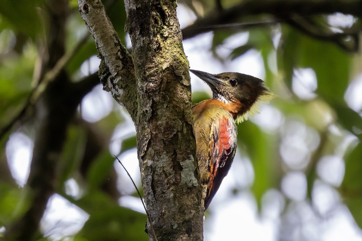 Checker-throated Woodpecker (Checker-throated) - ML611354465