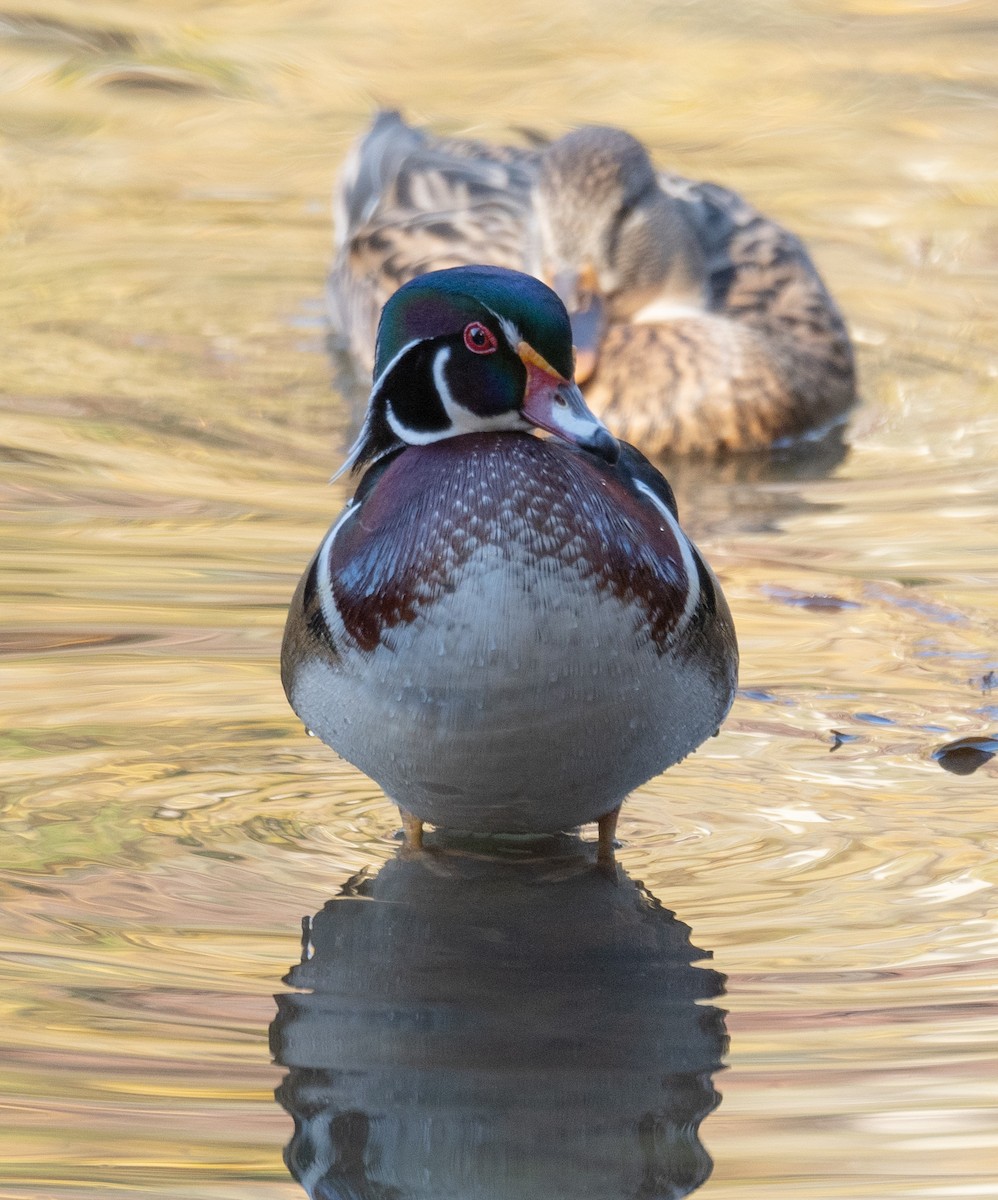 Wood Duck - ML611354507