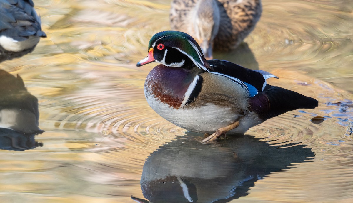Wood Duck - ML611354509