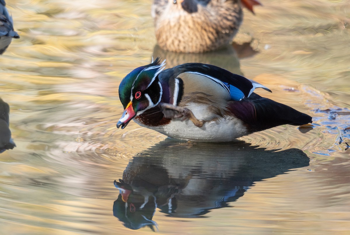 Wood Duck - ML611354510