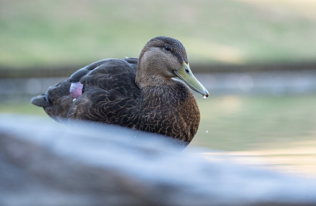 American Black Duck - Kevin Gong