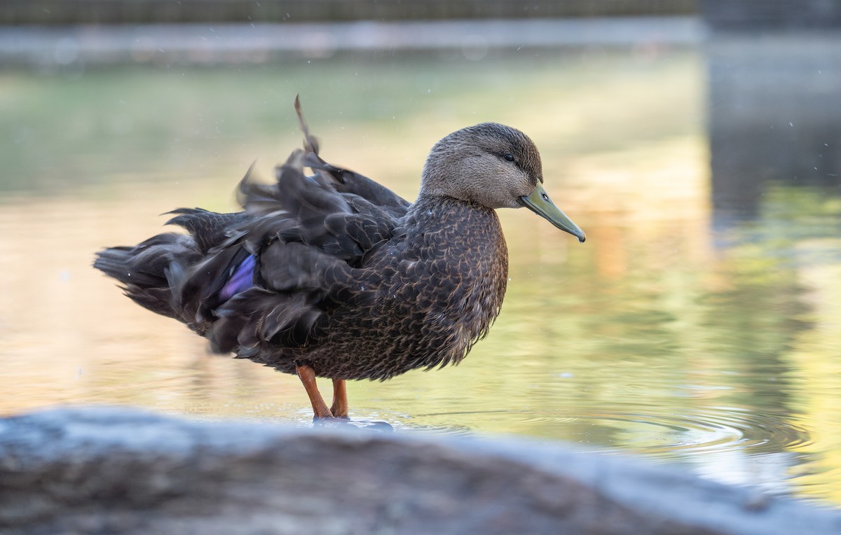 American Black Duck - Kevin Gong