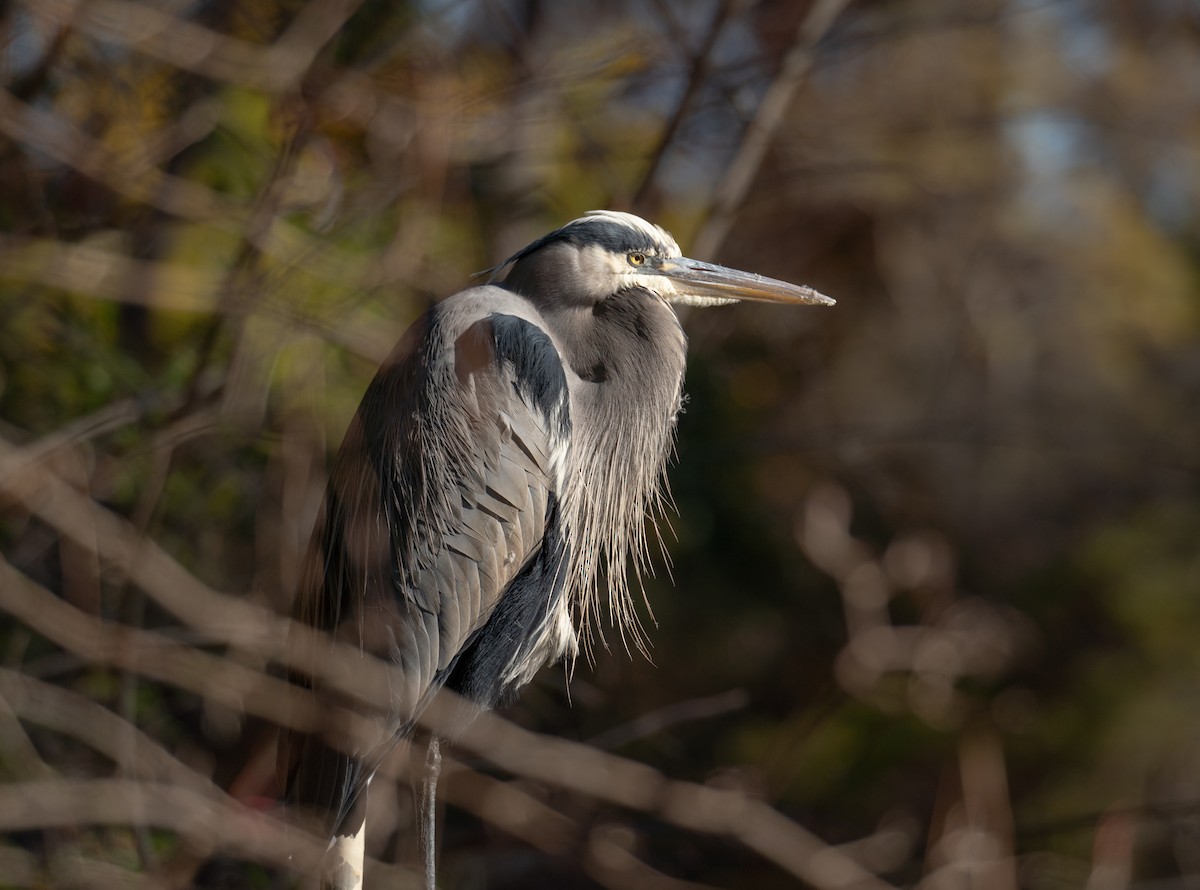 Great Blue Heron - ML611354557