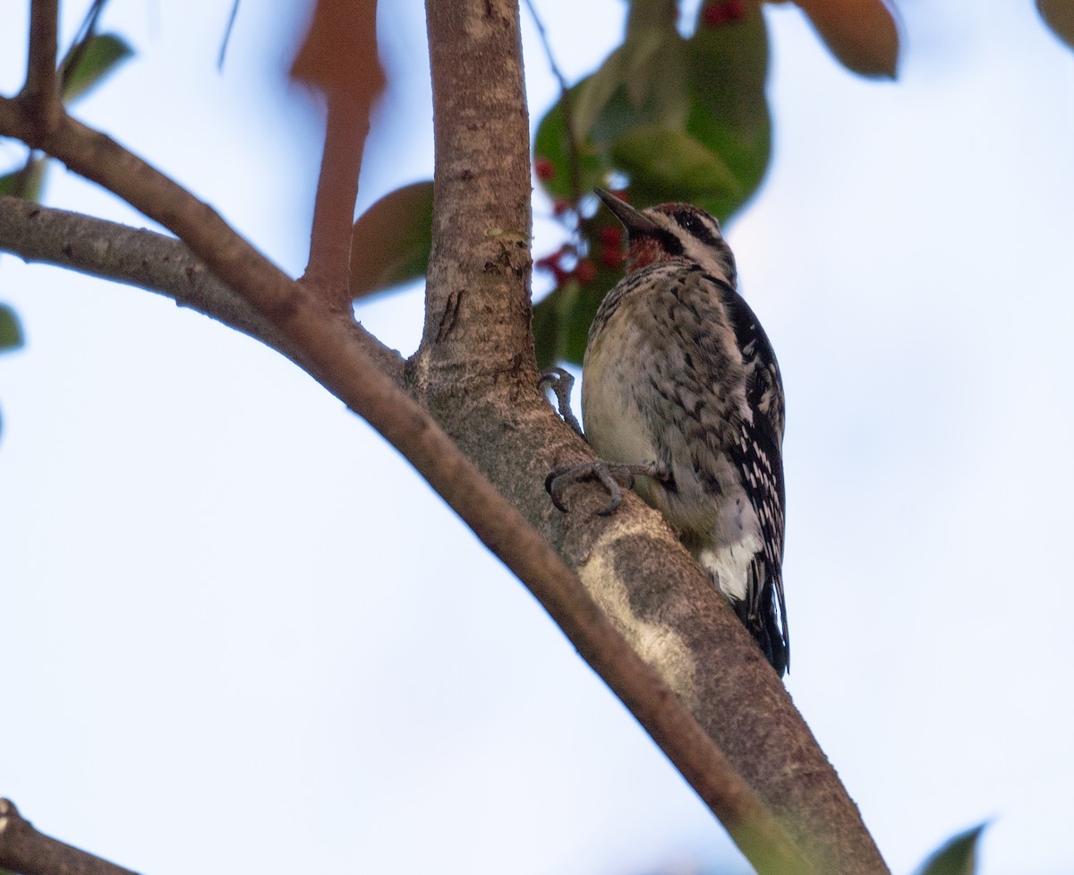 Yellow-bellied Sapsucker - ML611354561