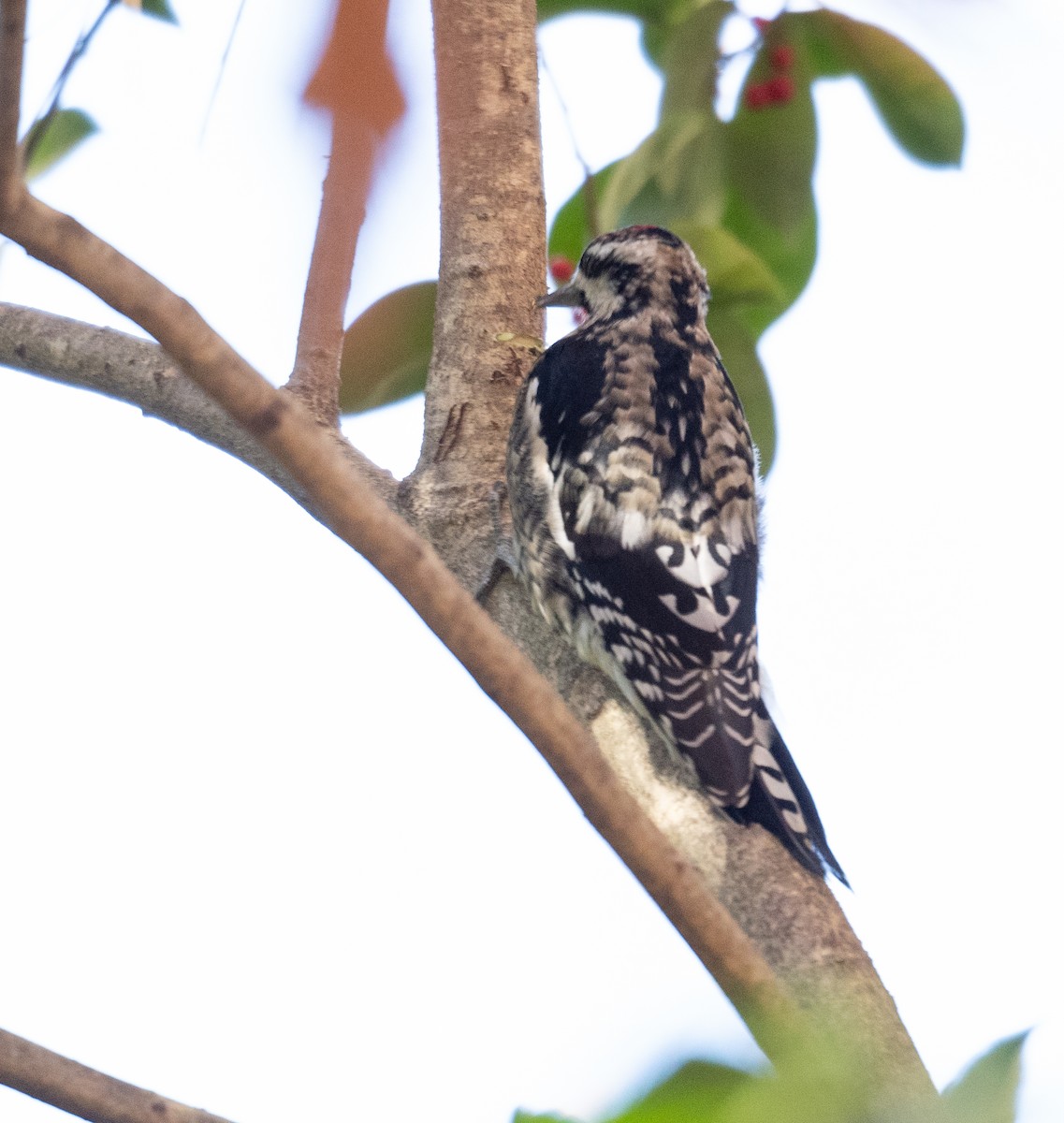 Yellow-bellied Sapsucker - ML611354562