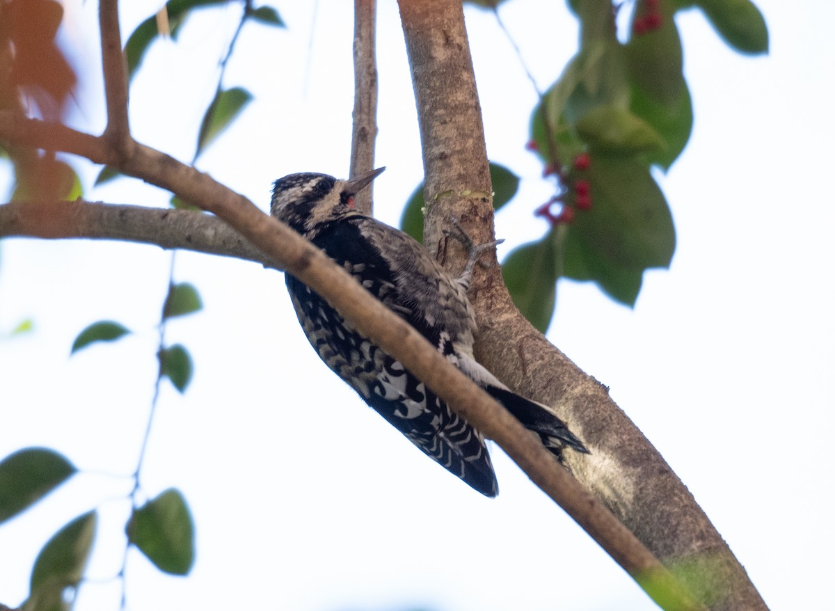 Yellow-bellied Sapsucker - ML611354563