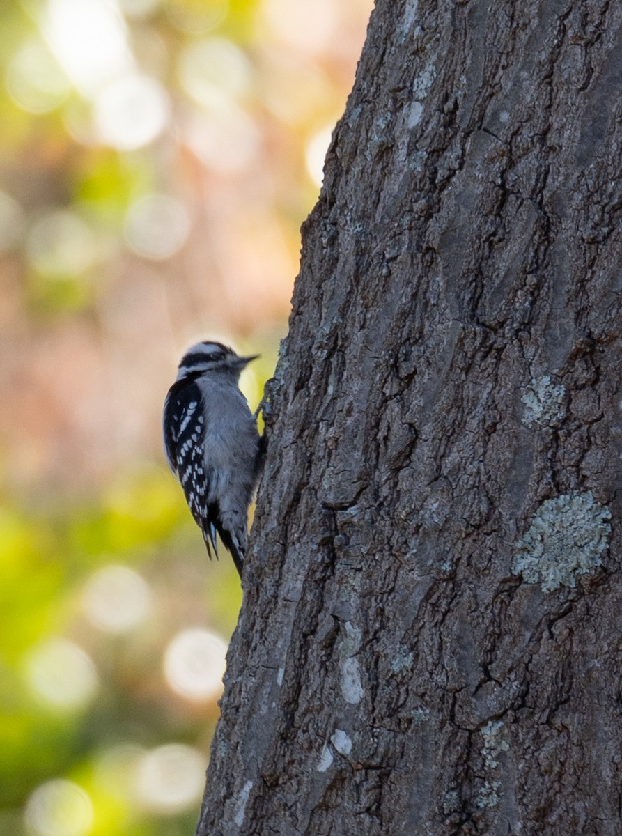 Downy Woodpecker - ML611354581