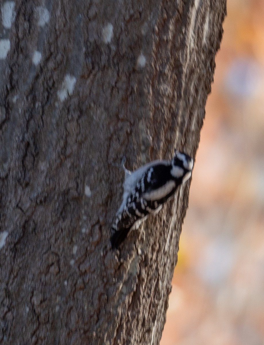 Downy Woodpecker - ML611354582