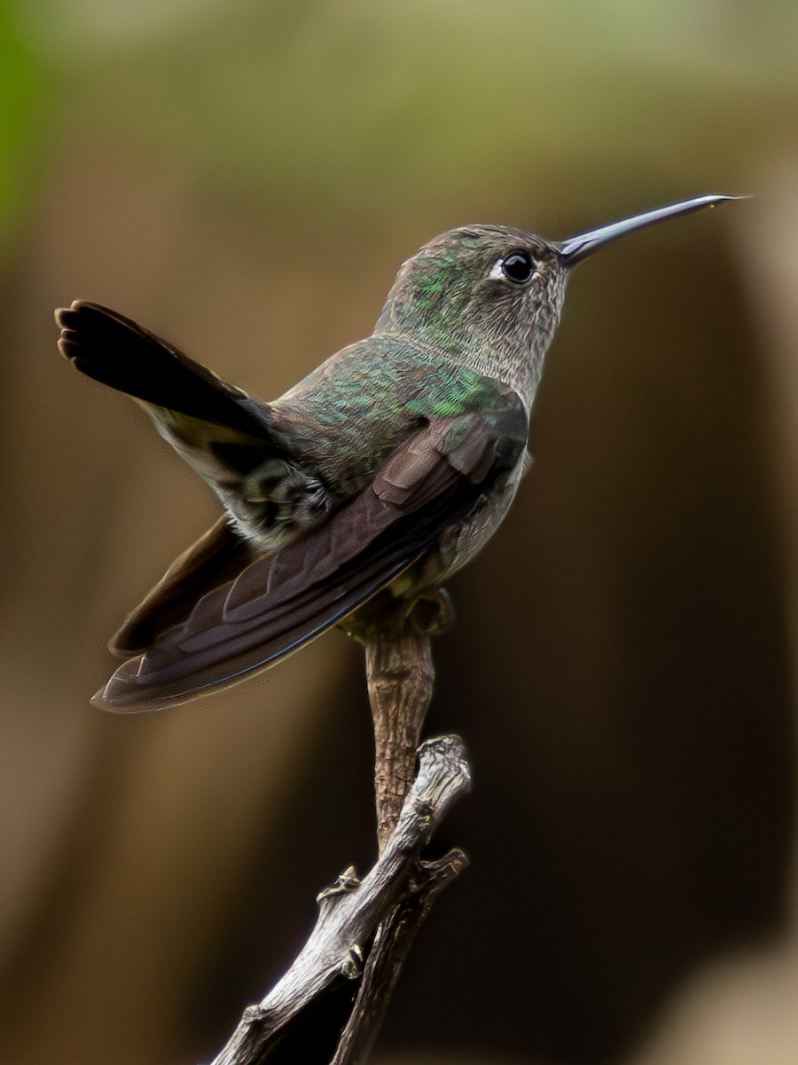Sombre Hummingbird - ML611354587