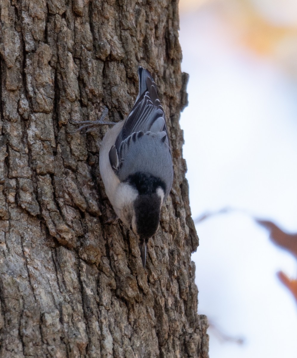 White-breasted Nuthatch - ML611354592