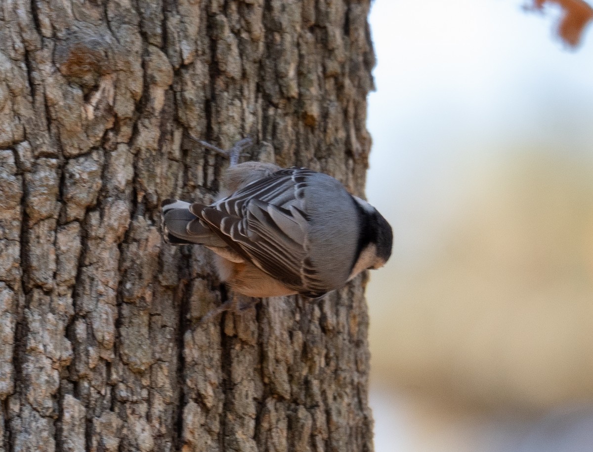 White-breasted Nuthatch - ML611354593