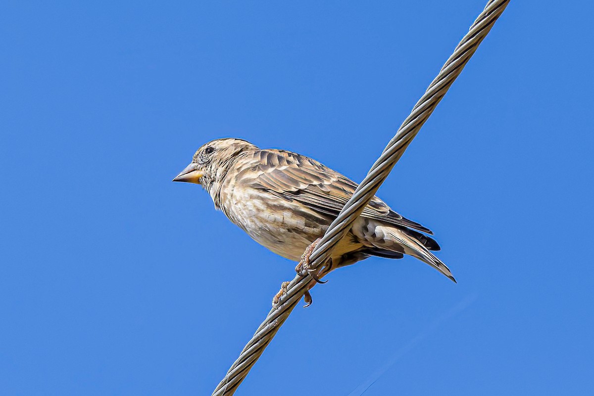 Rock Sparrow - ML611354596