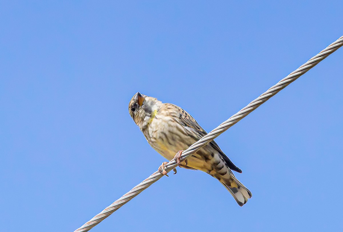 Rock Sparrow - ML611354598