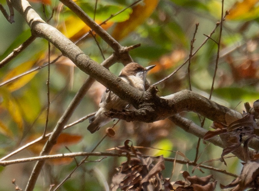 Brown-headed Nuthatch - ML611354600