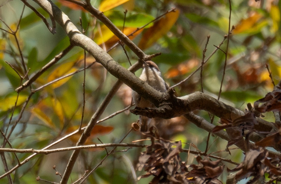 Brown-headed Nuthatch - ML611354601