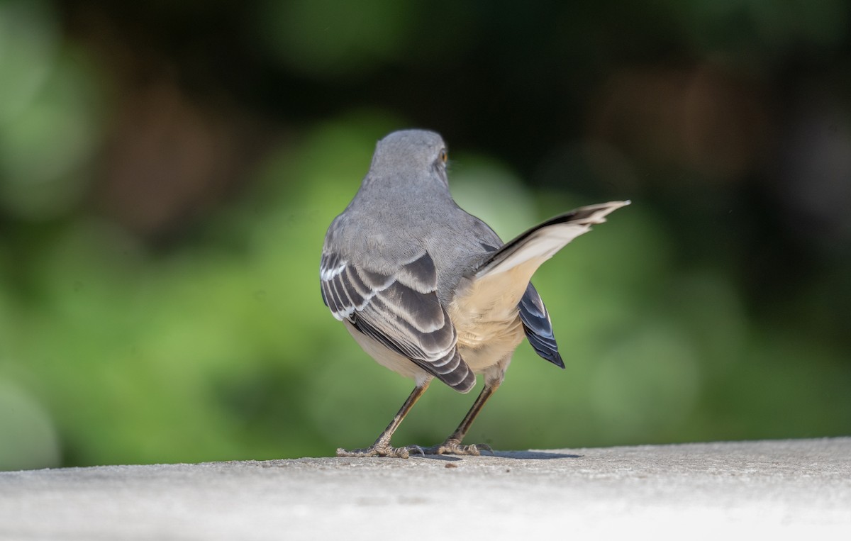 Northern Mockingbird - ML611354607