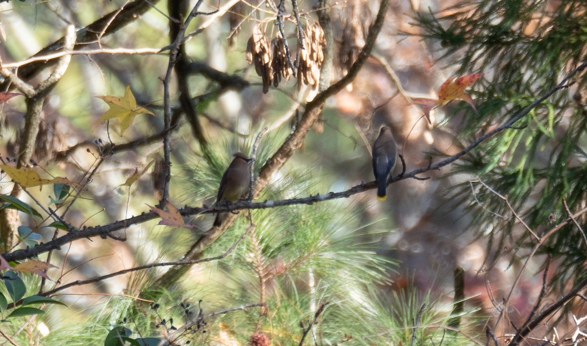 Cedar Waxwing - ML611354620