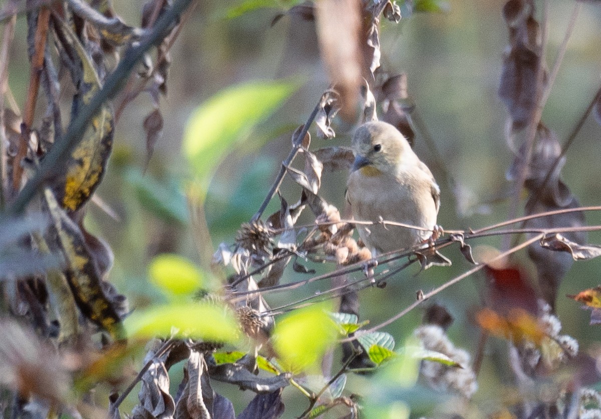 American Goldfinch - ML611354628