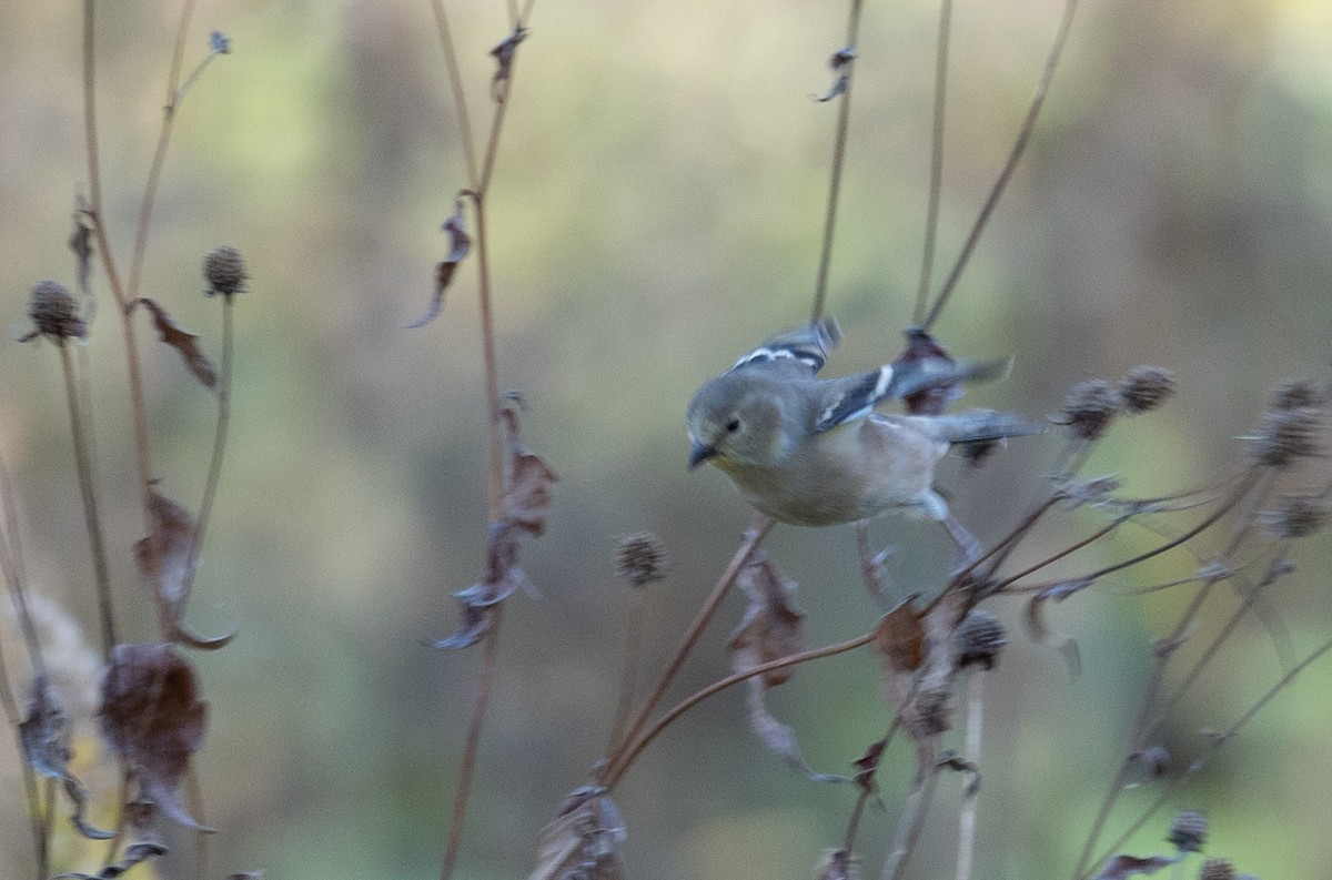 American Goldfinch - ML611354629