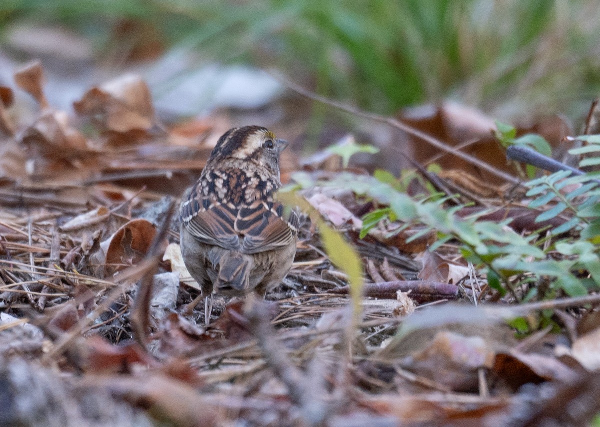 White-throated Sparrow - ML611354640