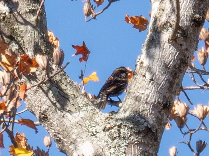 Red-winged Blackbird - ML611354651