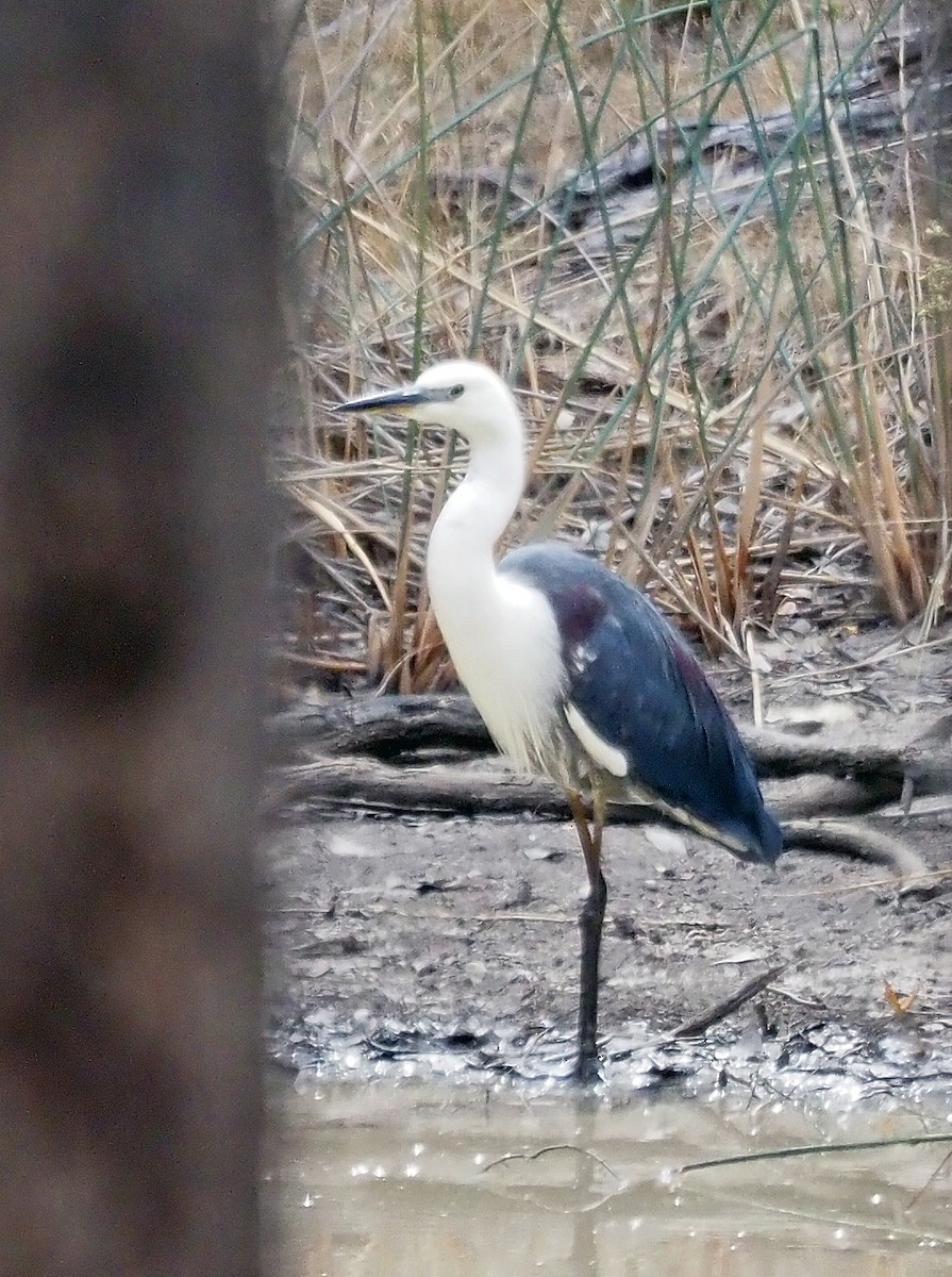 Pacific Heron - ML611354661