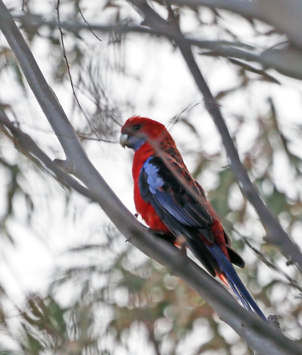 Crimson Rosella - ML611354712