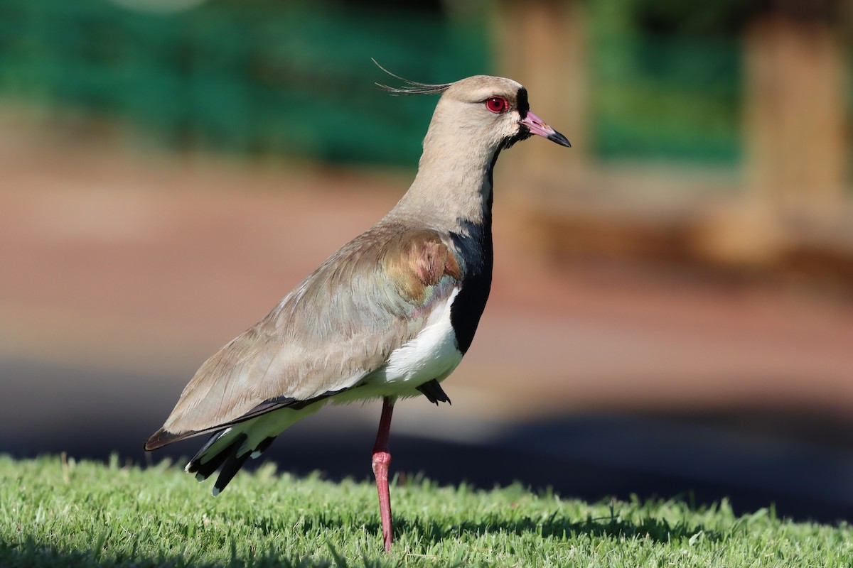 Southern Lapwing - ML611354715