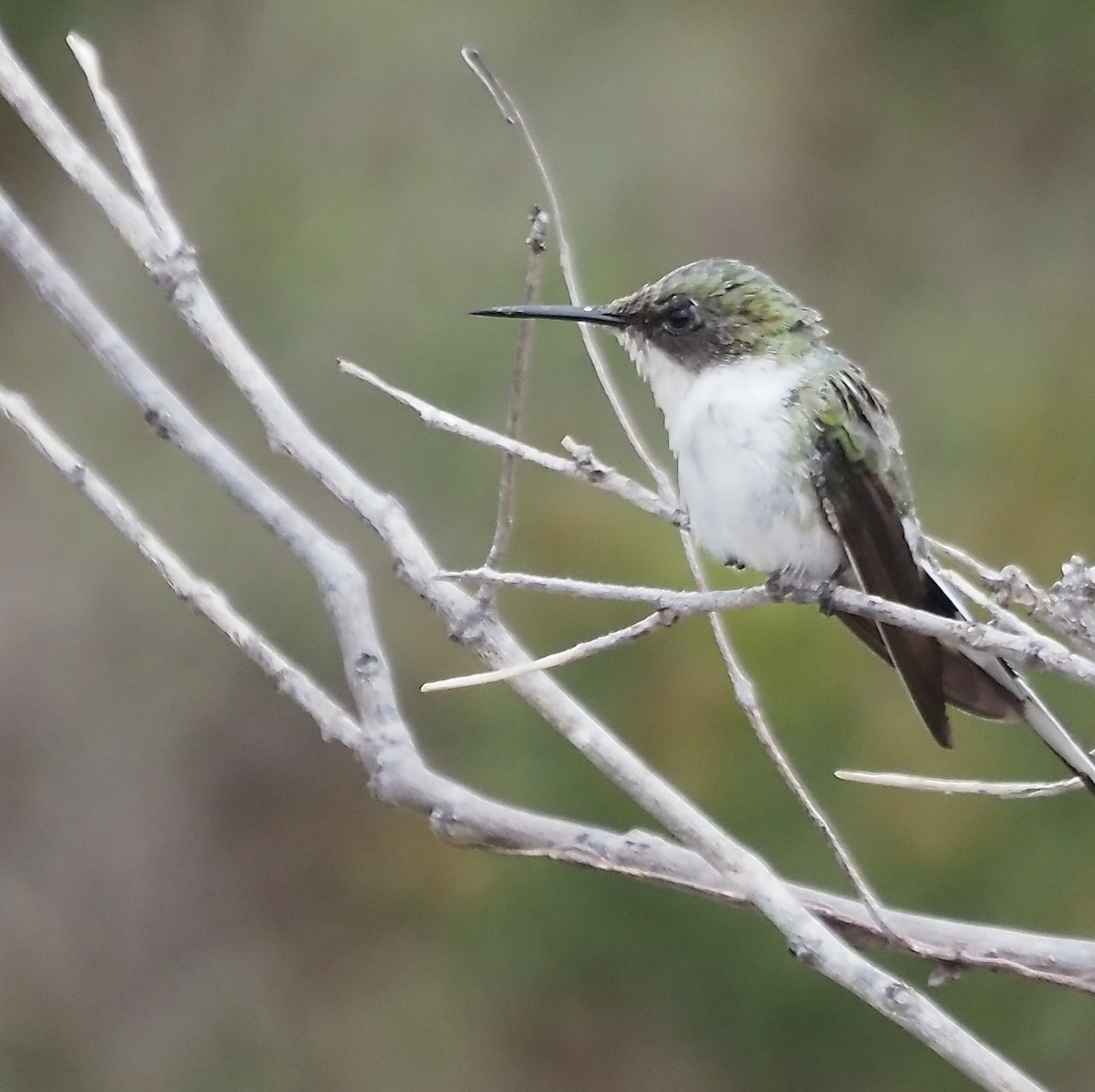 Colibri à ventre blanc - ML611354719