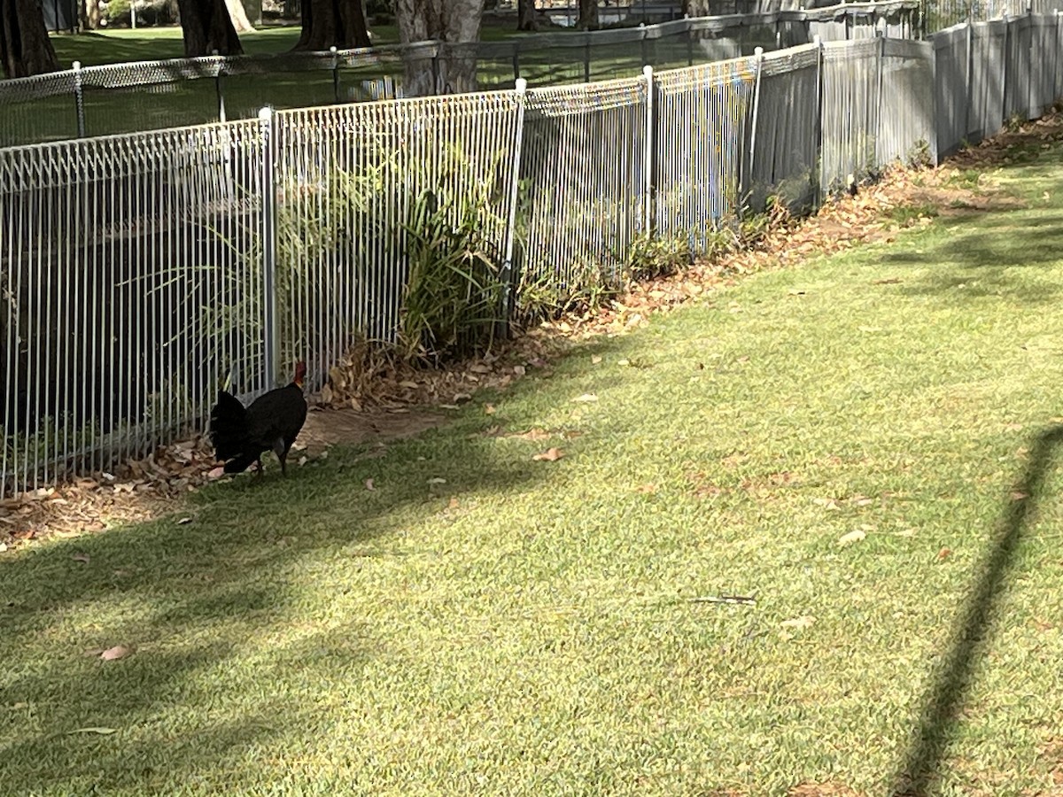 Australian Brushturkey - ML611354810