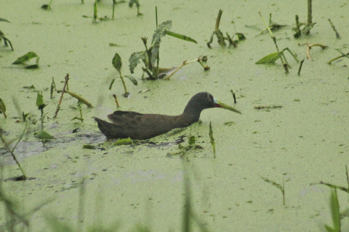 Plumbeous Rail - ML611354919