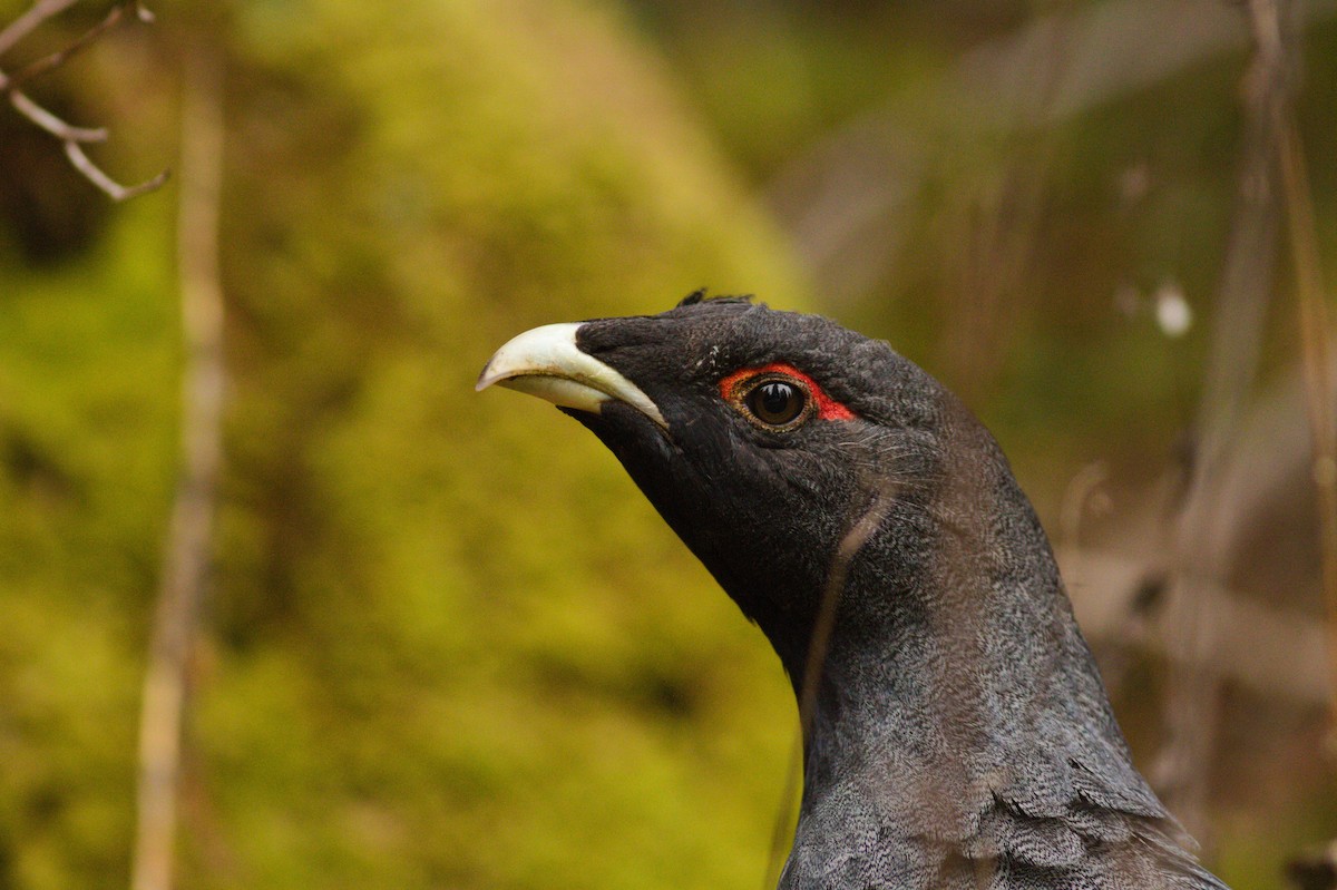 Western Capercaillie - Louis MARSAUD