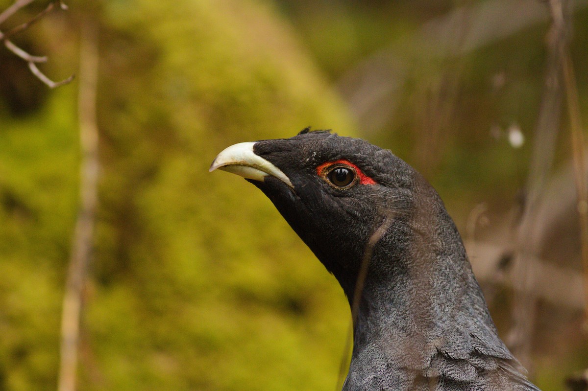 Western Capercaillie - ML611354946