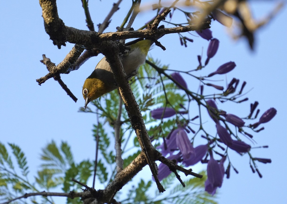 Malagasy White-eye - Cliff Halverson