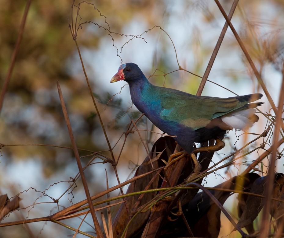 Purple Gallinule - ML611355047