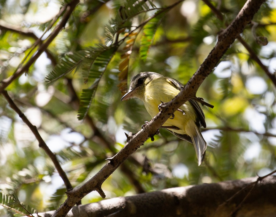 Snethlage's Tody-Tyrant - ML611355110