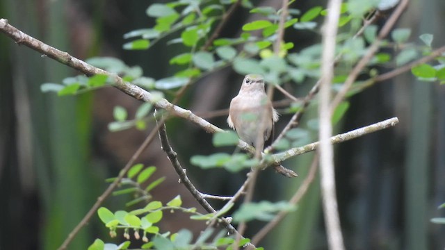 Taiga Flycatcher - ML611355118