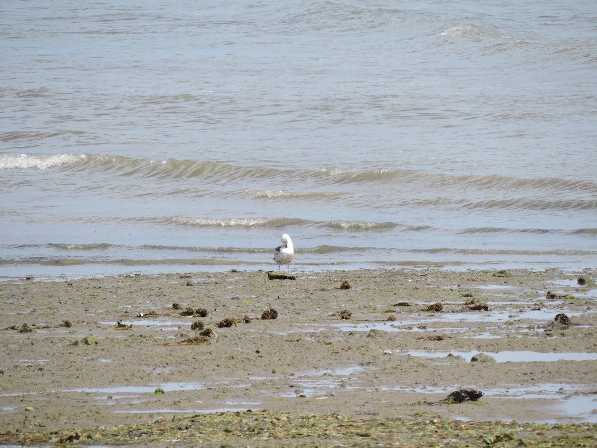 Kelp Gull - ML611355220