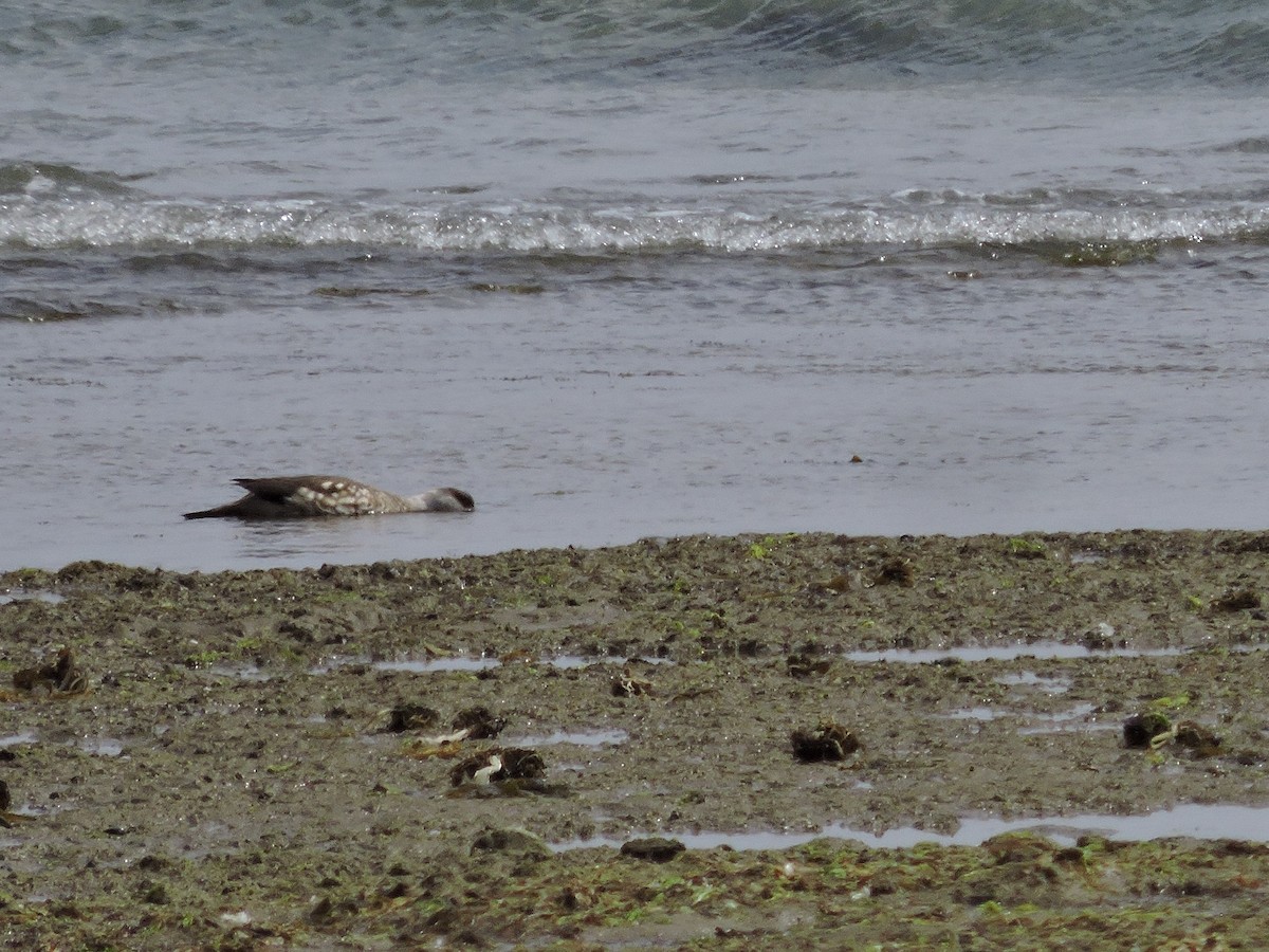 Crested Duck - ML611355239