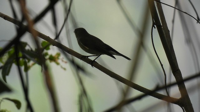 חטפית טאיגה - ML611355270