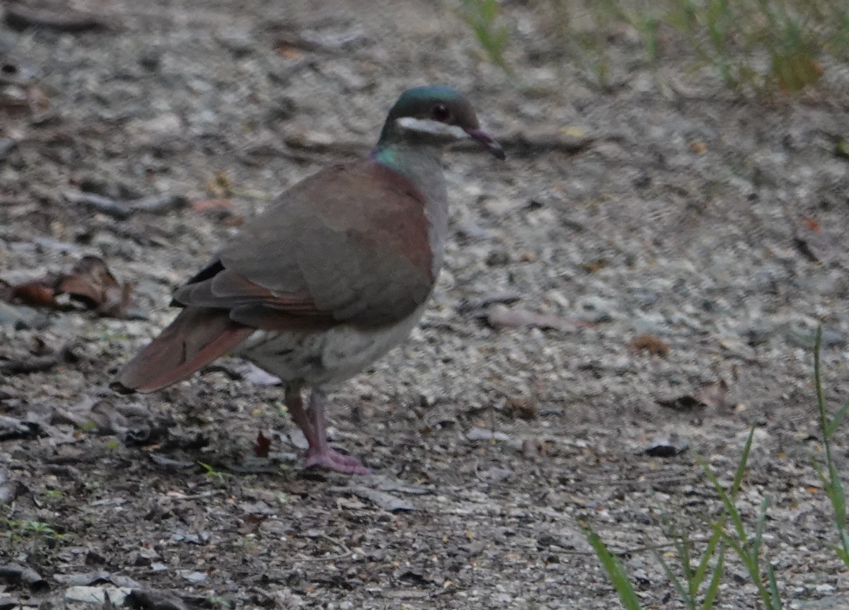 Key West Quail-Dove - ML611355325