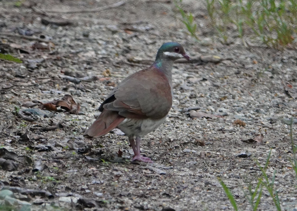 Key West Quail-Dove - ML611355326