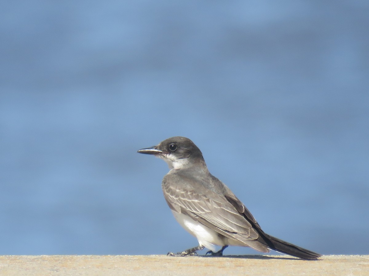 Eastern Kingbird - ML611355384