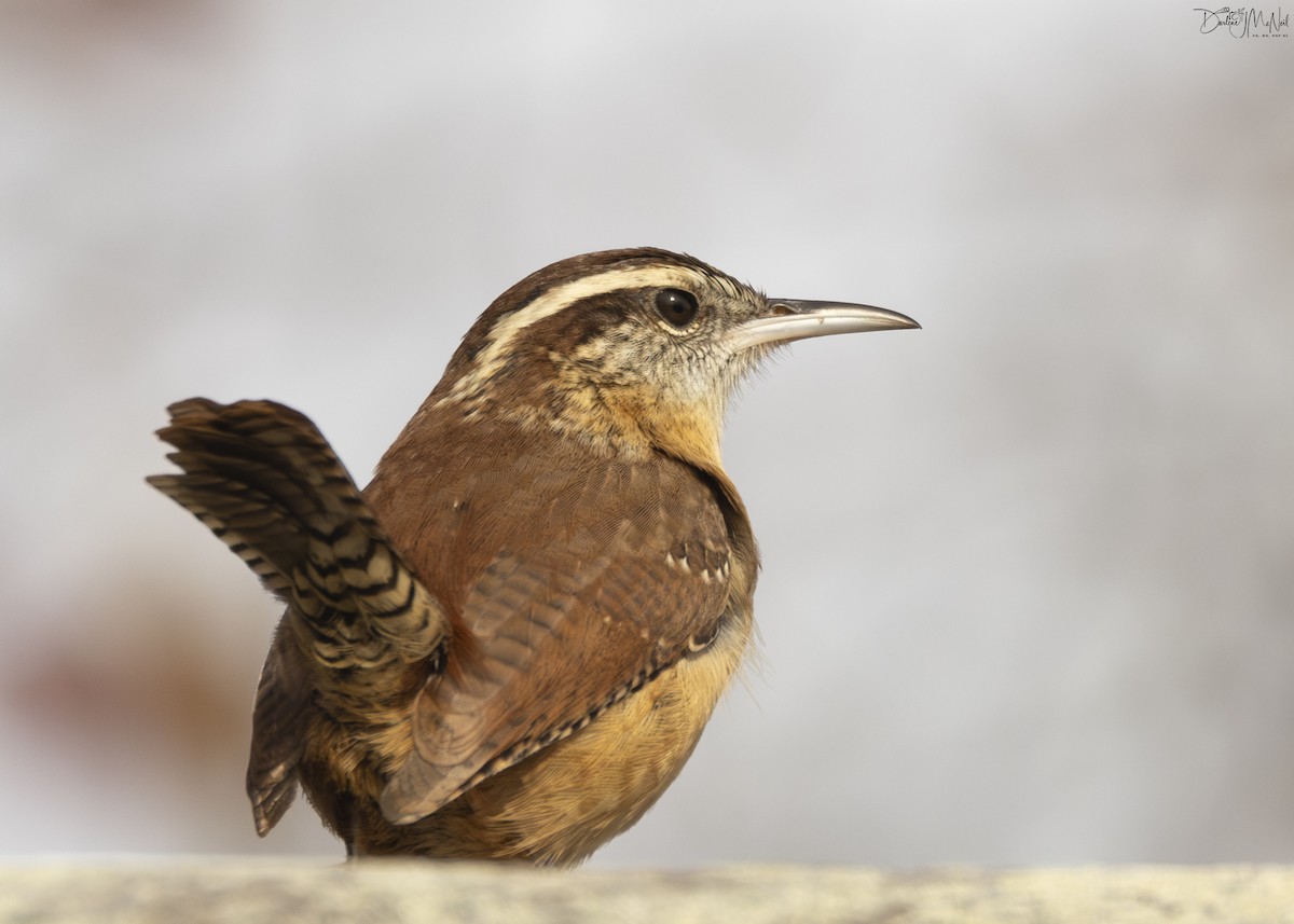 Carolina Wren - ML611355420